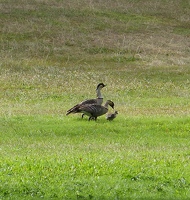 Nene family